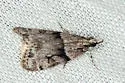 Eudonia spaldingalis - Hodges#4729 - photo 2