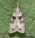 Eudonia spaldingalis - Hodges#4729 - photo 3