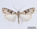 Eudonia spaldingalis - Hodges#4729 - photo 4