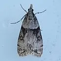 Eudonia spaldingalis - Hodges#4729 - photo 5