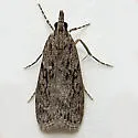 Eudonia spenceri - Hodges#4730 - photo 2