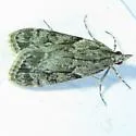 Eudonia spenceri - Hodges#4730 - photo 3