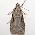 Eudonia spenceri - Hodges#4730 - photo 4
