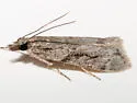 Eudonia spenceri - Hodges#4730 - photo 5