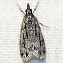Striped Eudonia - Hodges#4738 - Eudonia strigalis