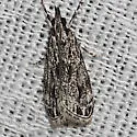Striped Eudonia - Hodges#4738 - photo 2