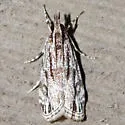 Striped Eudonia - Hodges#4738 - photo 3