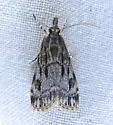Striped Eudonia - Hodges#4738 - photo 4