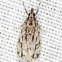 Striped Eudonia - Hodges#4738 - photo 5