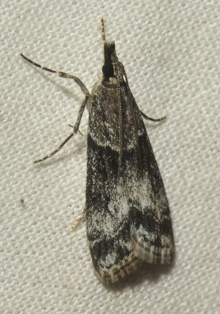 Eudonia torniplagalis - Hodges#4726 - photo 2