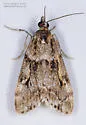 Eudonia vivida - Hodges#4728