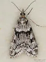 Eudonia vivida - Hodges#4728 - photo 2