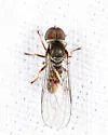 Eudorylas aequus