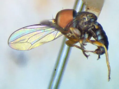 Eudorylas maesi