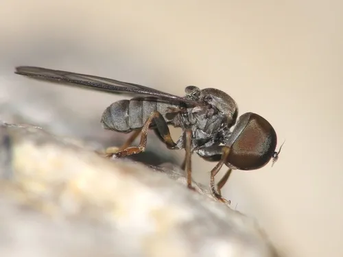 Eudorylas mediterraneus