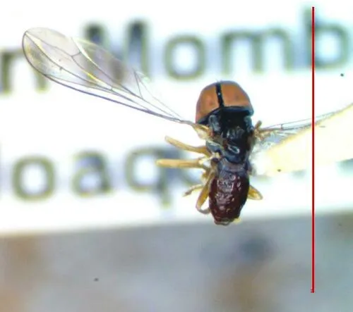 Eudorylas subvexus