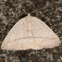 Eudrepanulatrix rectifascia - Hodges#6681