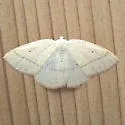 Eudrepanulatrix rectifascia - Hodges#6681 - photo 4