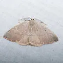 Eudrepanulatrix rectifascia - Hodges#6681 - photo 5