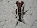 Eudryas brevipennis - Hodges#9300 - Eudryas brevipennis