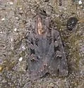Two-spot Dart Moth - Hodges#11008