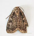 Two-spot Dart Moth - Hodges#11008 - photo 2
