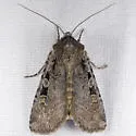 Two-spot Dart Moth - Hodges#11008 - photo 3