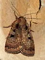 Two-spot Dart Moth - Hodges#11008 - photo 4