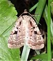 Two-spot Dart Moth - Hodges#11008 - photo 5