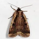 Sigmoid Dart - Hodges#11007 - photo 2