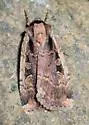 Sigmoid Dart - Hodges#11007 - photo 3