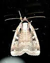 Sigmoid Dart - Hodges#11007 - photo 4