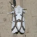 Red-tailed Specter - Hodges#8141 - Euerythra phasma