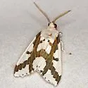 Red-tailed Specter - Hodges#8141 - photo 4