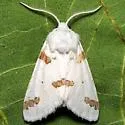 Three-spotted Specter - Hodges#8142