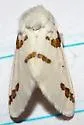 Three-spotted Specter - Hodges#8142 - photo 2