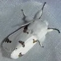 Three-spotted Specter - Hodges#8142 - photo 4