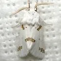 Three-spotted Specter - Hodges#8142 - photo 5