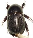 Sugarcane Beetle