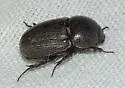 Sugarcane Beetle - photo 2