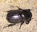 Sugarcane Beetle - photo 3