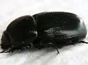 Sugarcane Beetle - photo 4