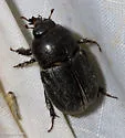 Sugarcane Beetle - photo 5