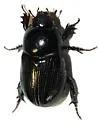 Euetheola subglabra - Euetheola subglabra