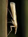 Eufernaldia cadarellus - Hodges#5338