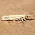 Eufernaldia cadarellus - Hodges#5338 - photo 2