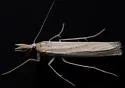 Eufernaldia cadarellus - Hodges#5338 - photo 4