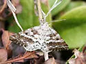 Pine Powder Moth - Hodges#6637