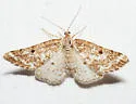 Pine Powder Moth - Hodges#6637 - photo 2