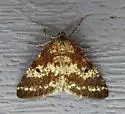 Pine Powder Moth - Hodges#6637 - photo 3